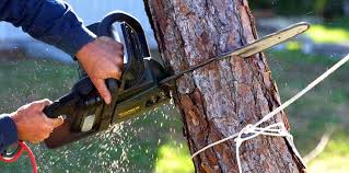 How Our Tree Care Process Works  in Colchester, IL